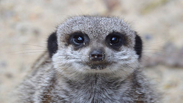 2 for 1 Meerkat Encounter